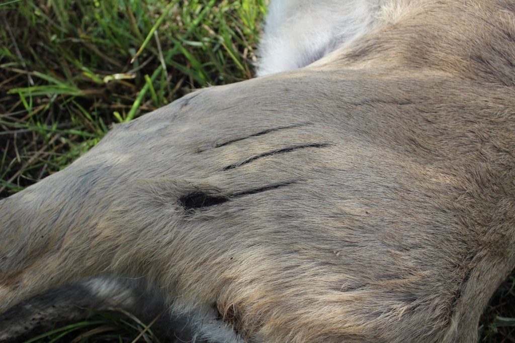 Image of Southern Reedbuck