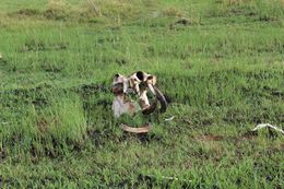 Image of Common Hippopotamus