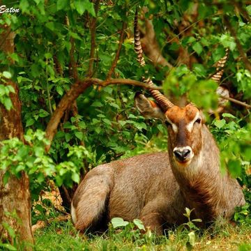 Image of Ellipsen Waterbuck