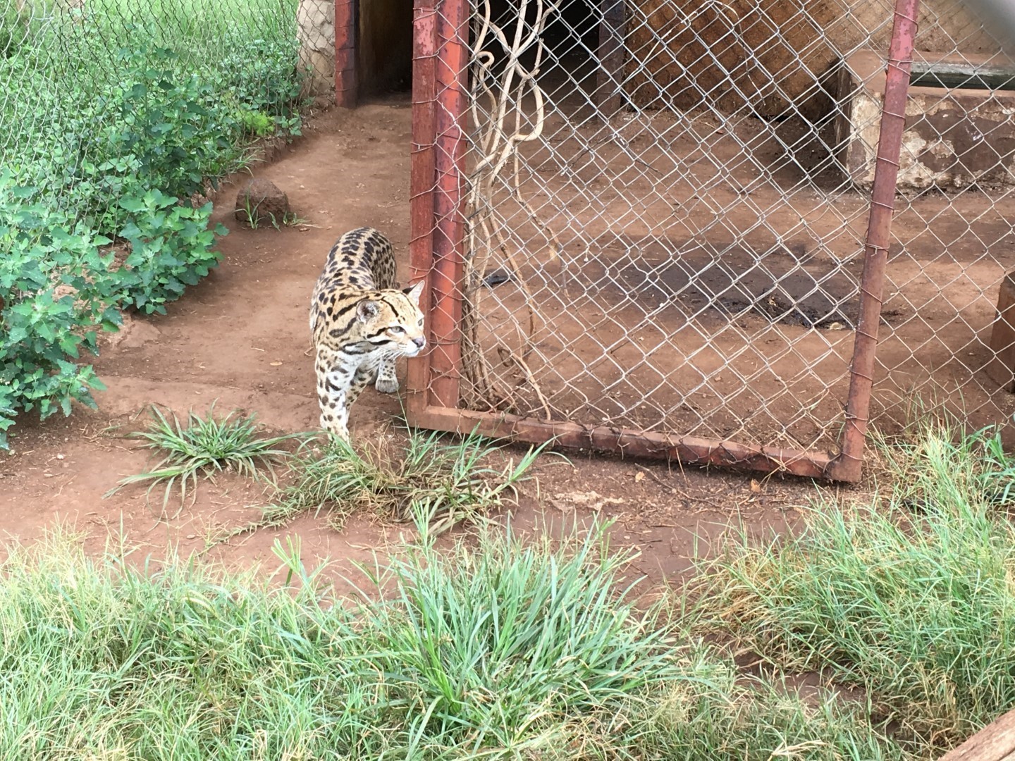 Image of Small Cats