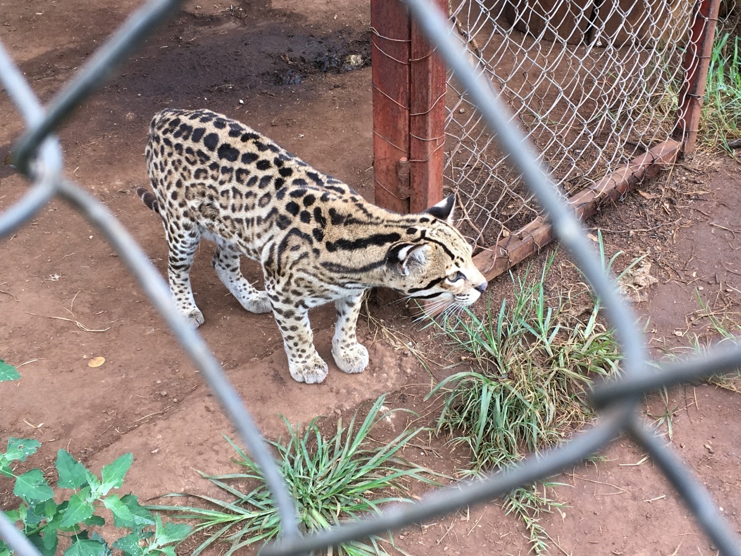 Image of Small Cats