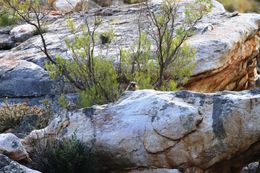 Image of Rock Hyrax