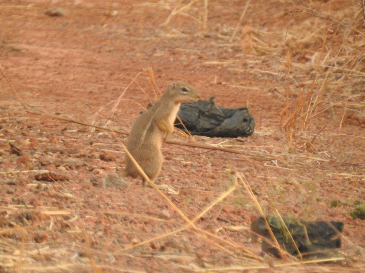 Image of Geoffroy's Ground Squirrel