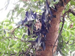 Image of African Straw-colored Fruit Bat