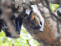 Image of African Straw-colored Fruit Bat