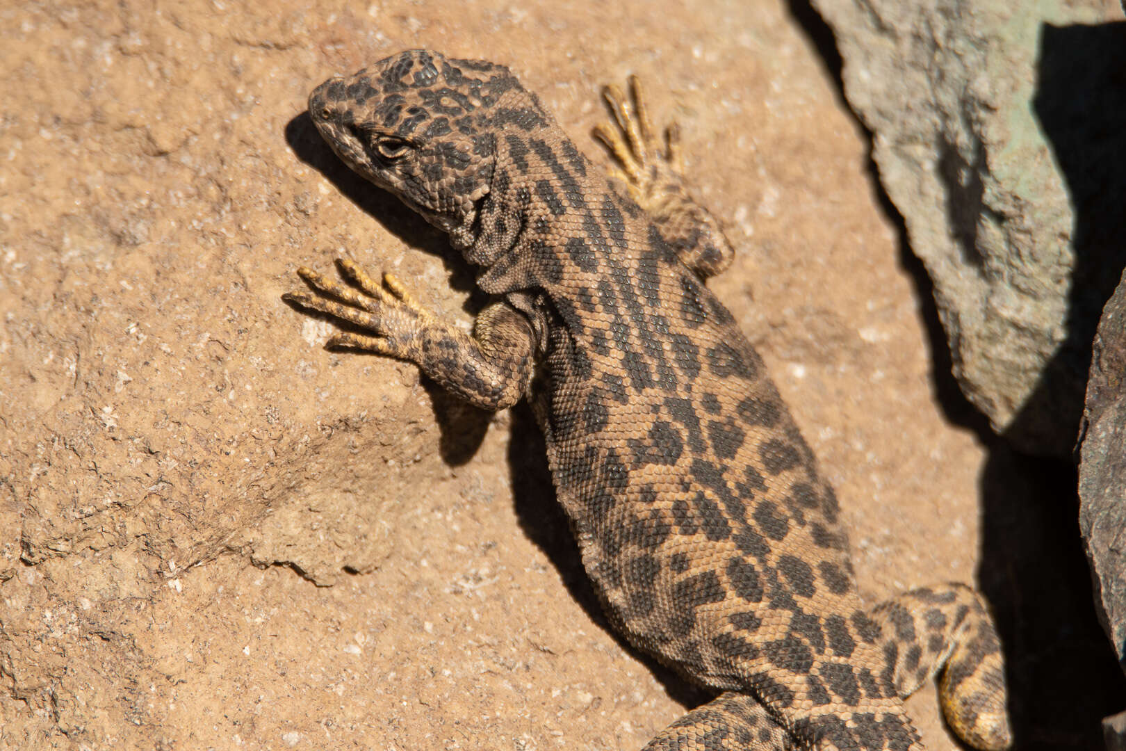 Image of Leopard Tree Iguana