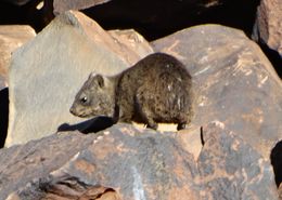 Image of Rock Hyrax