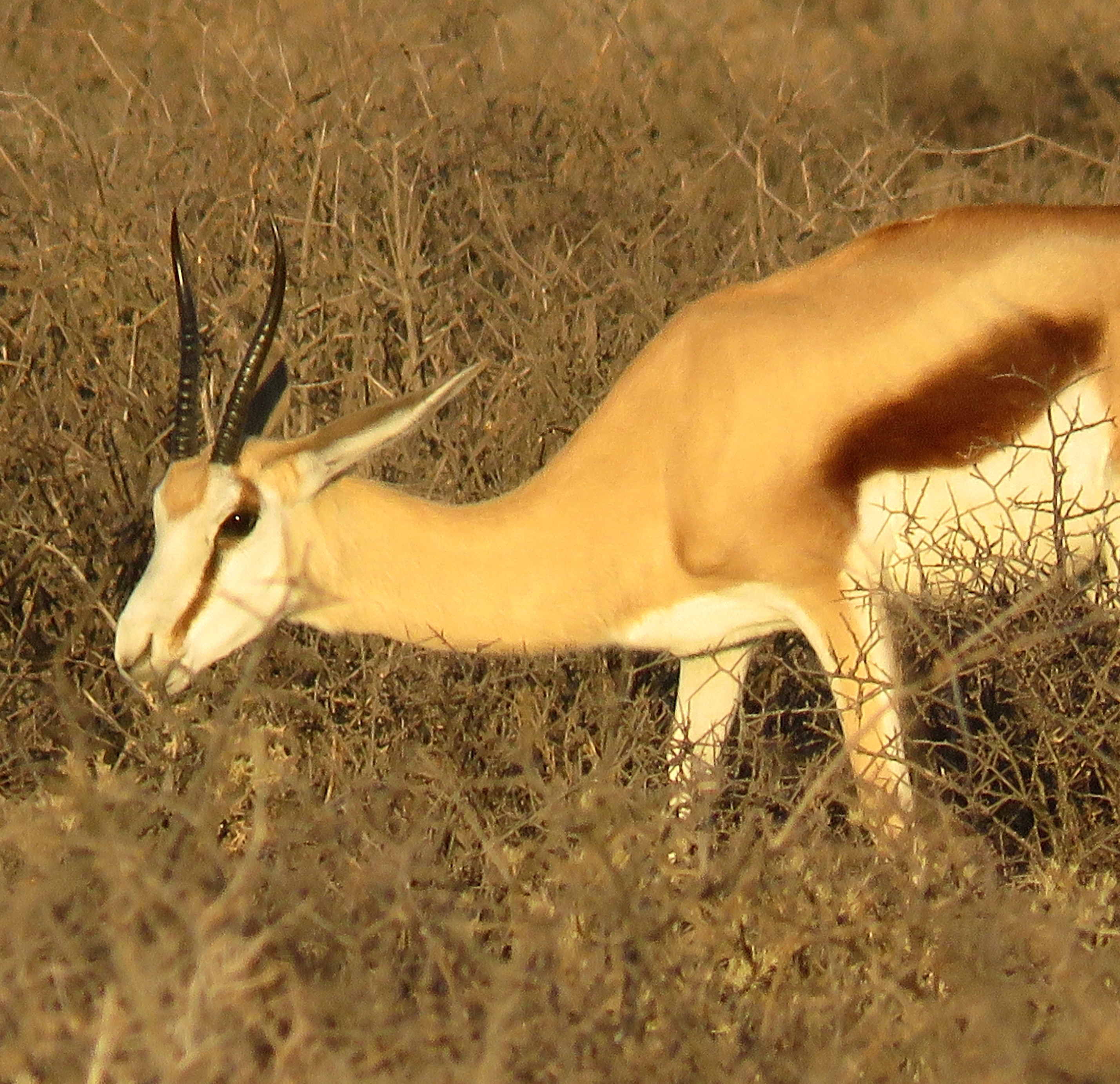 Image of Springbok