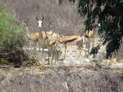 Image of Springbok