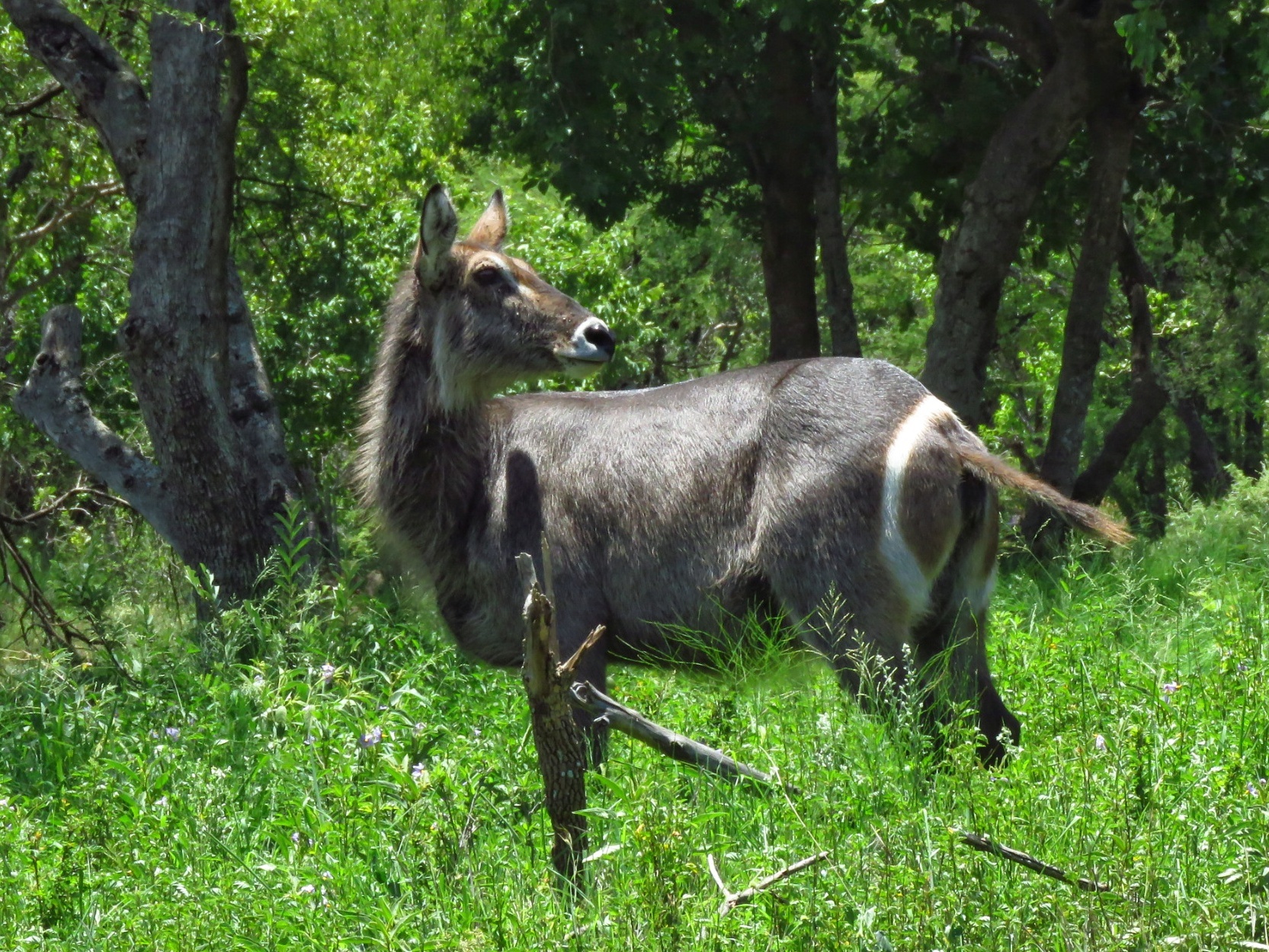 Image of Ellipsen Waterbuck