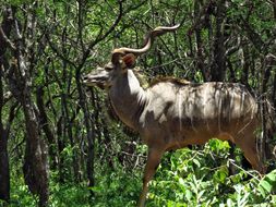 Image of Greater Kudu