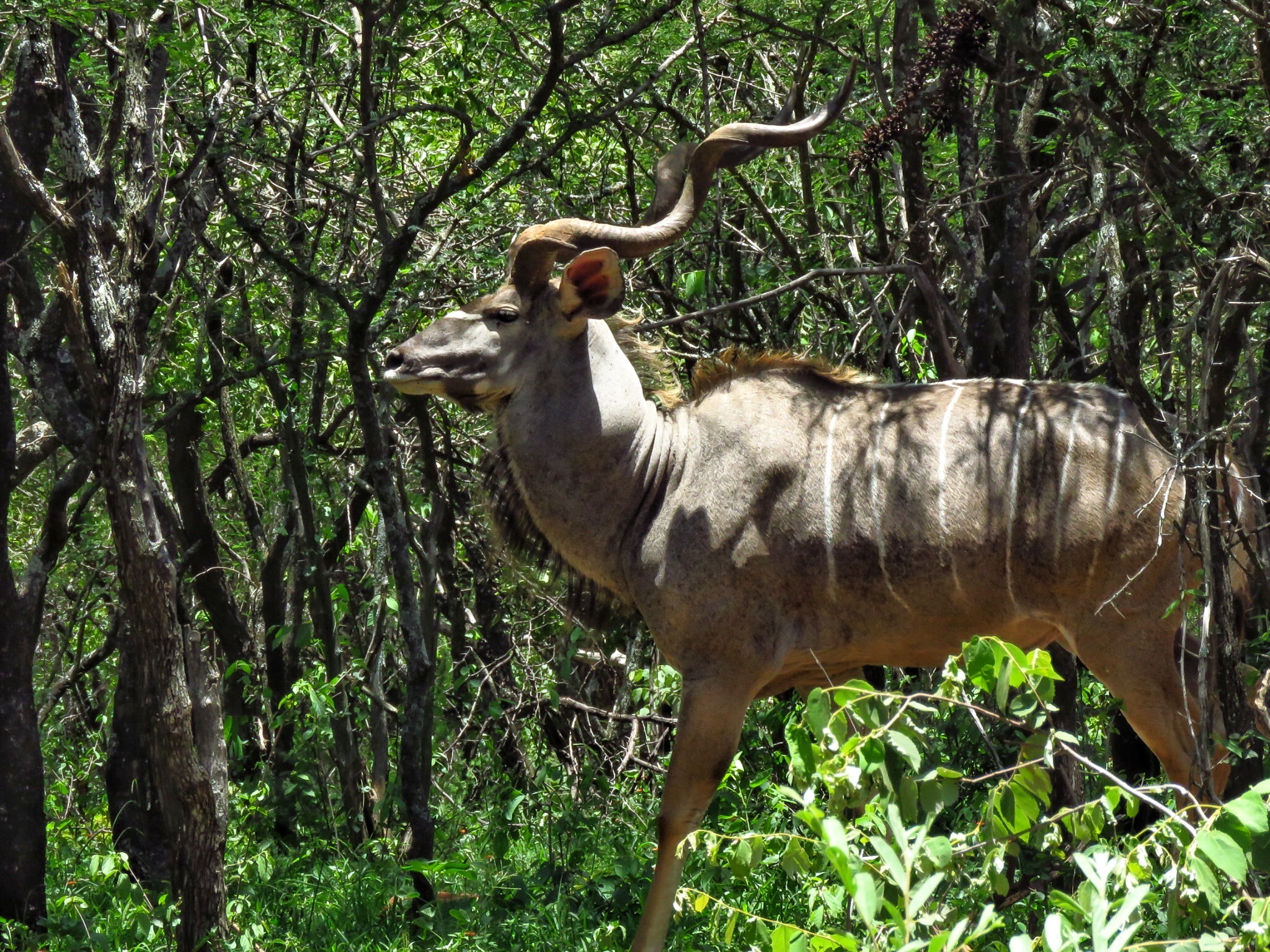 Image of Greater Kudu