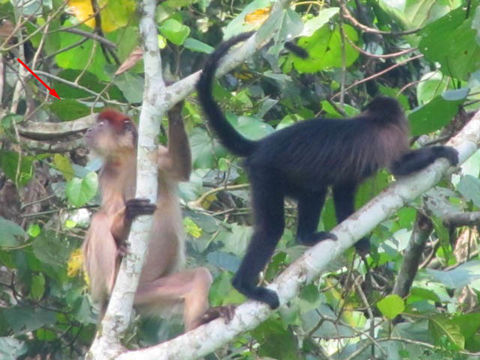 Image of Ashy Red Colobus