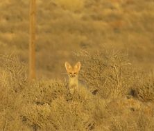 Слика од Vulpes chama (A. Smith 1833)