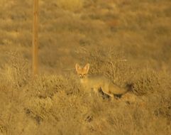 Слика од Vulpes chama (A. Smith 1833)