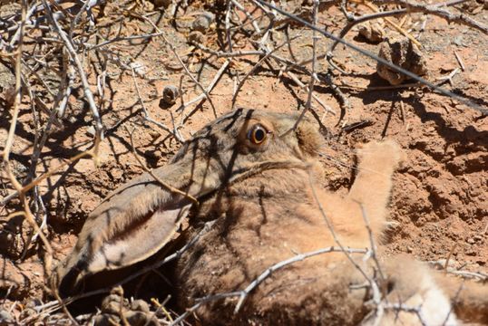 Image of Cape hare