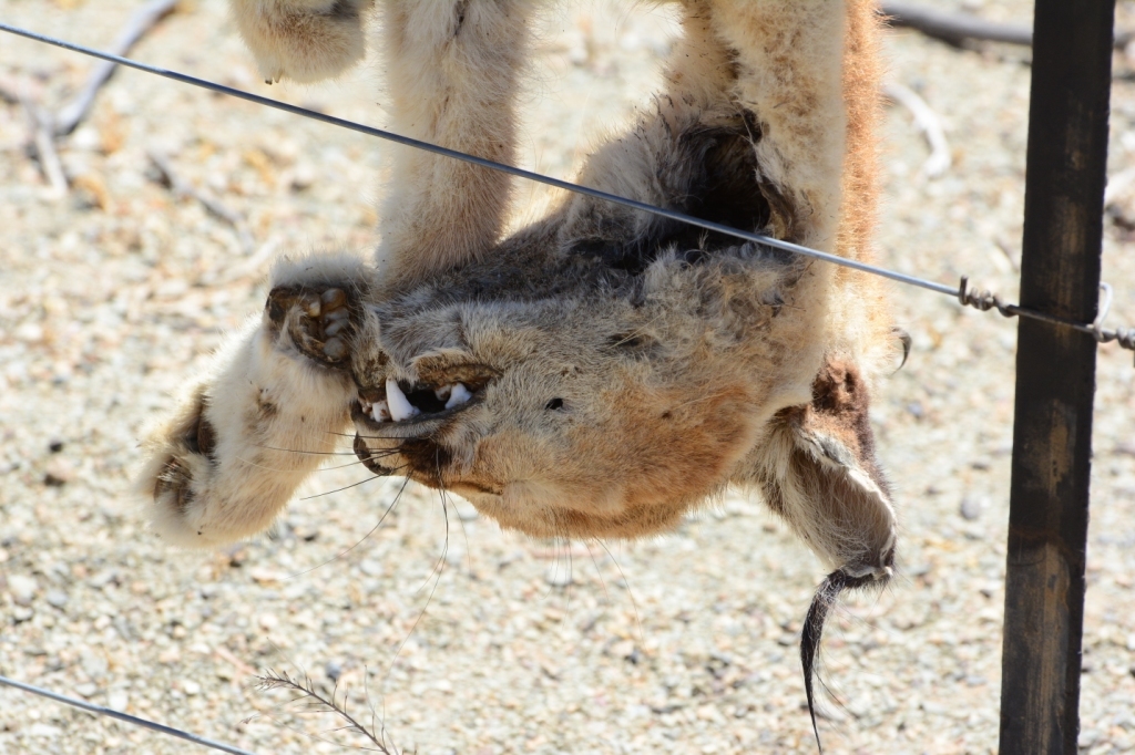 Image of Caracals