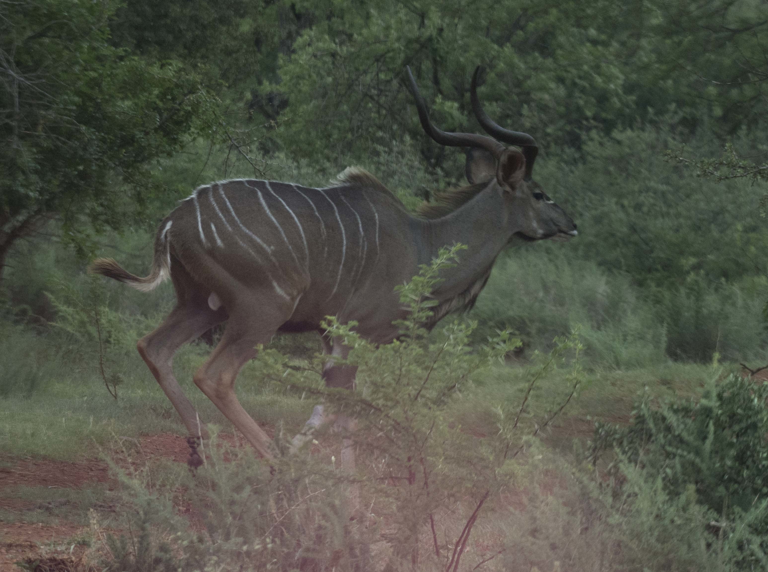 Image of Greater Kudu