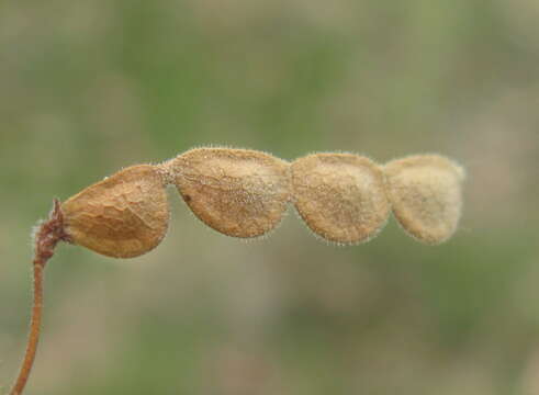 Image of Desmodium varians (Labill.) G. Don