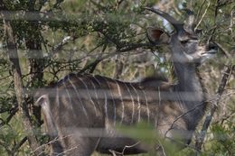 Image of Greater Kudu