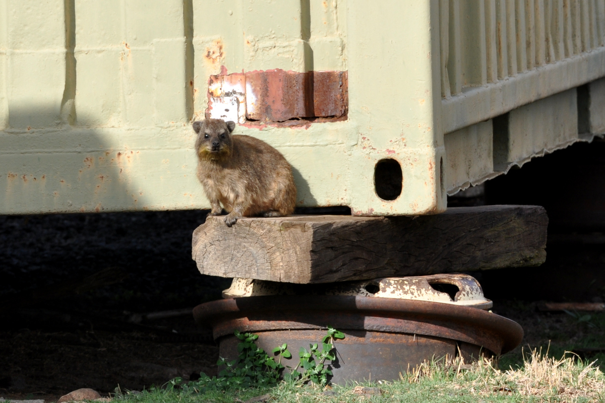 Image of Rock Hyrax