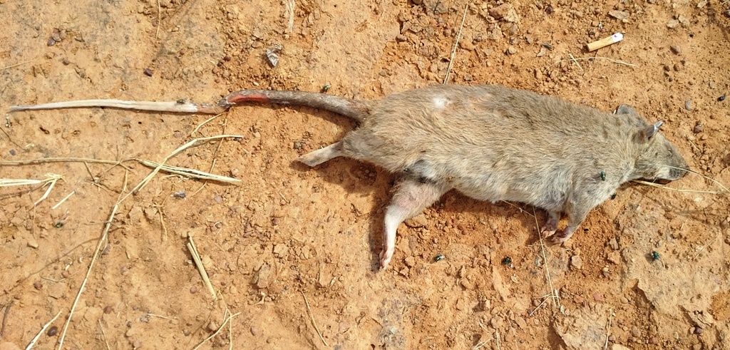 Image of giant pouched rat