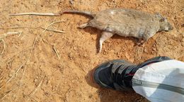 Image of giant pouched rat