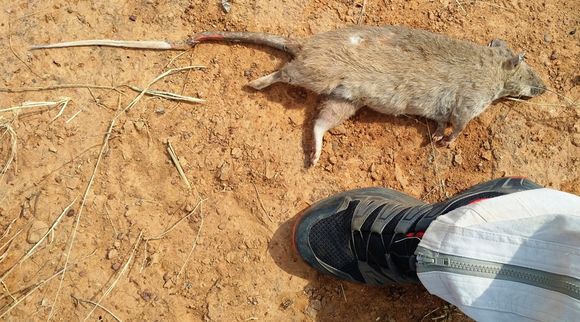 Image of giant pouched rat