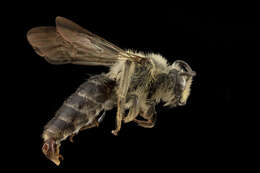 Image of Aster Andrena