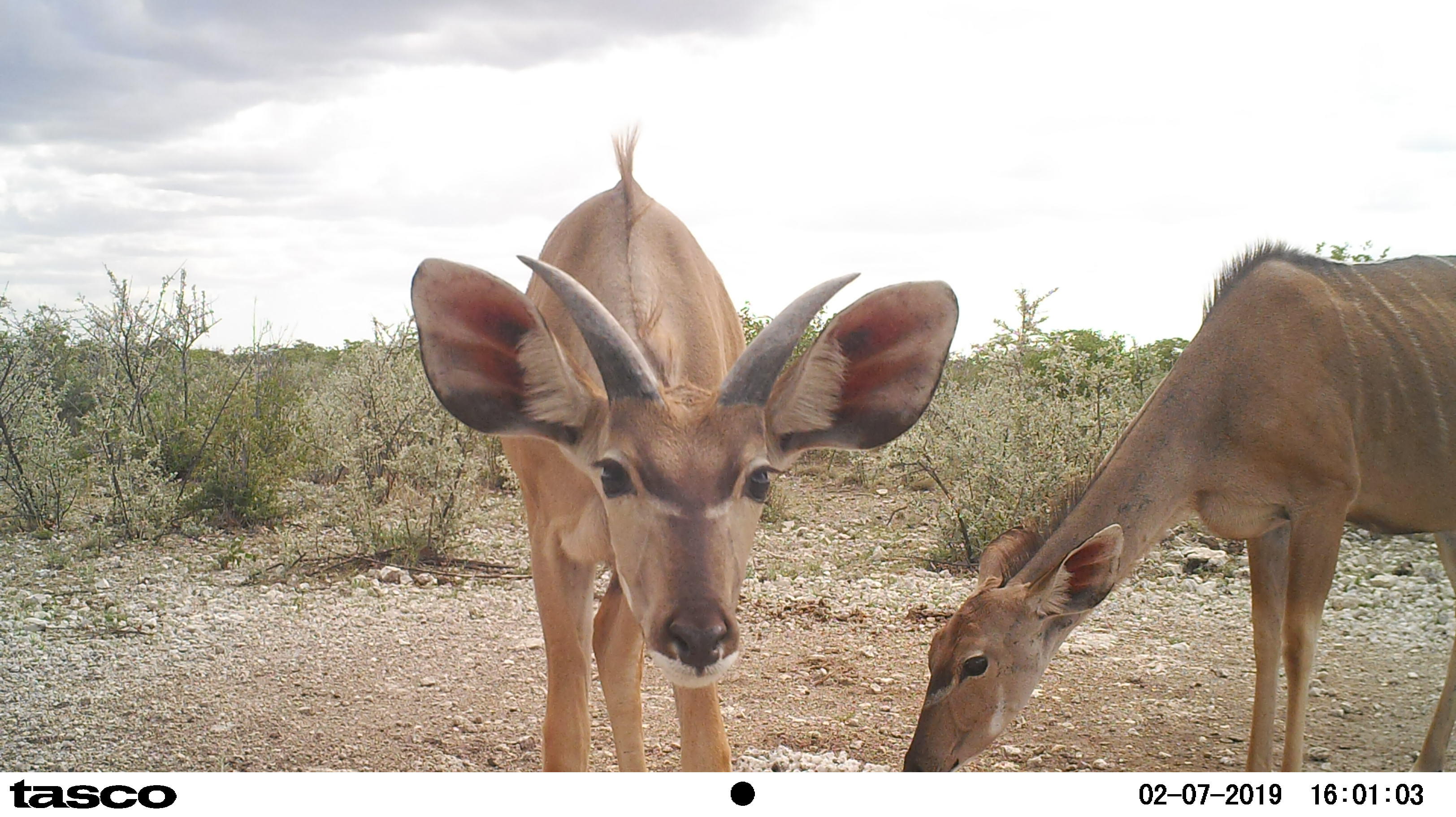 Image of Greater Kudu