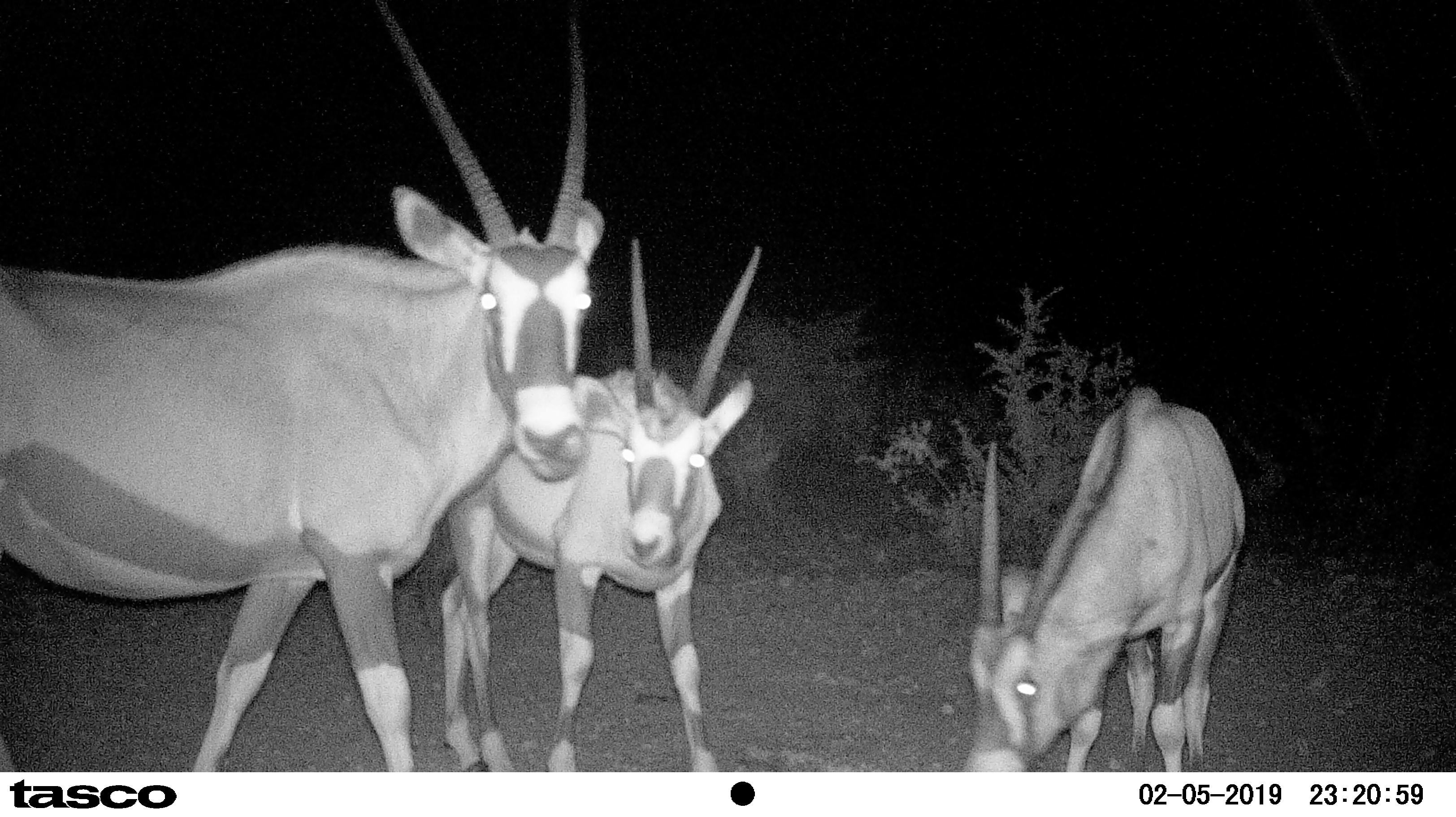 Image of Gemsbok