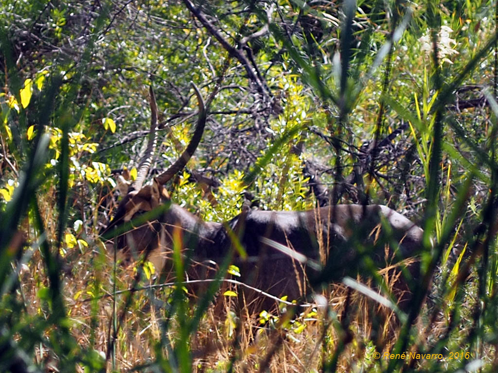 Image of Ellipsen Waterbuck