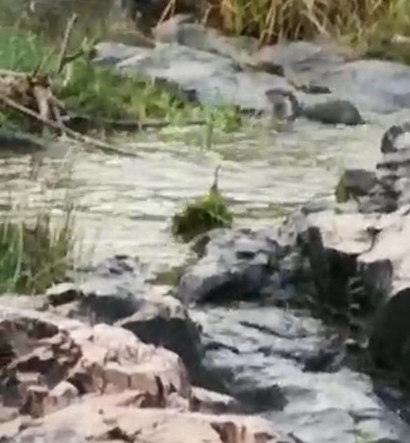 Image of African Clawless Otter