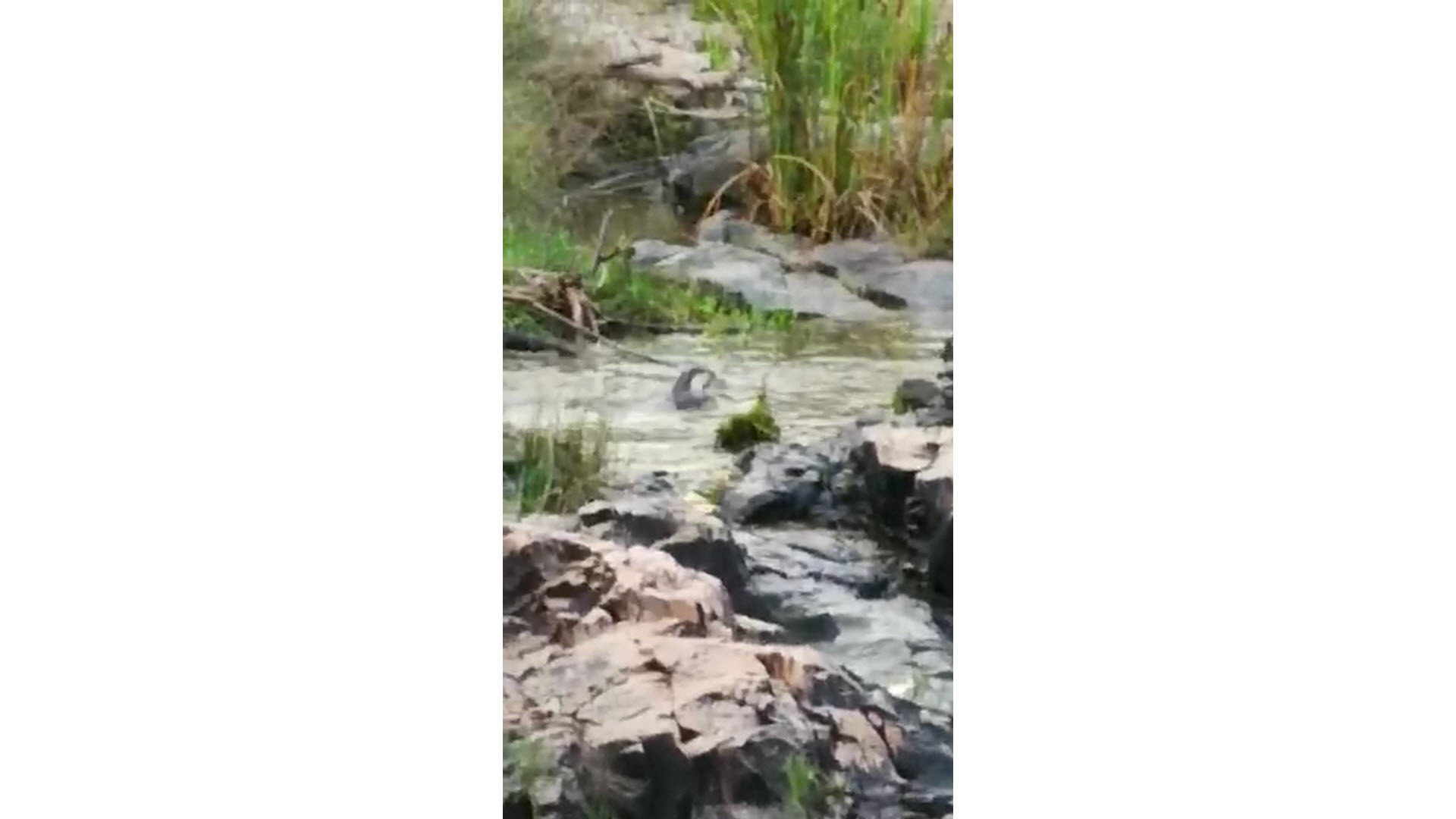 Image of African Clawless Otter