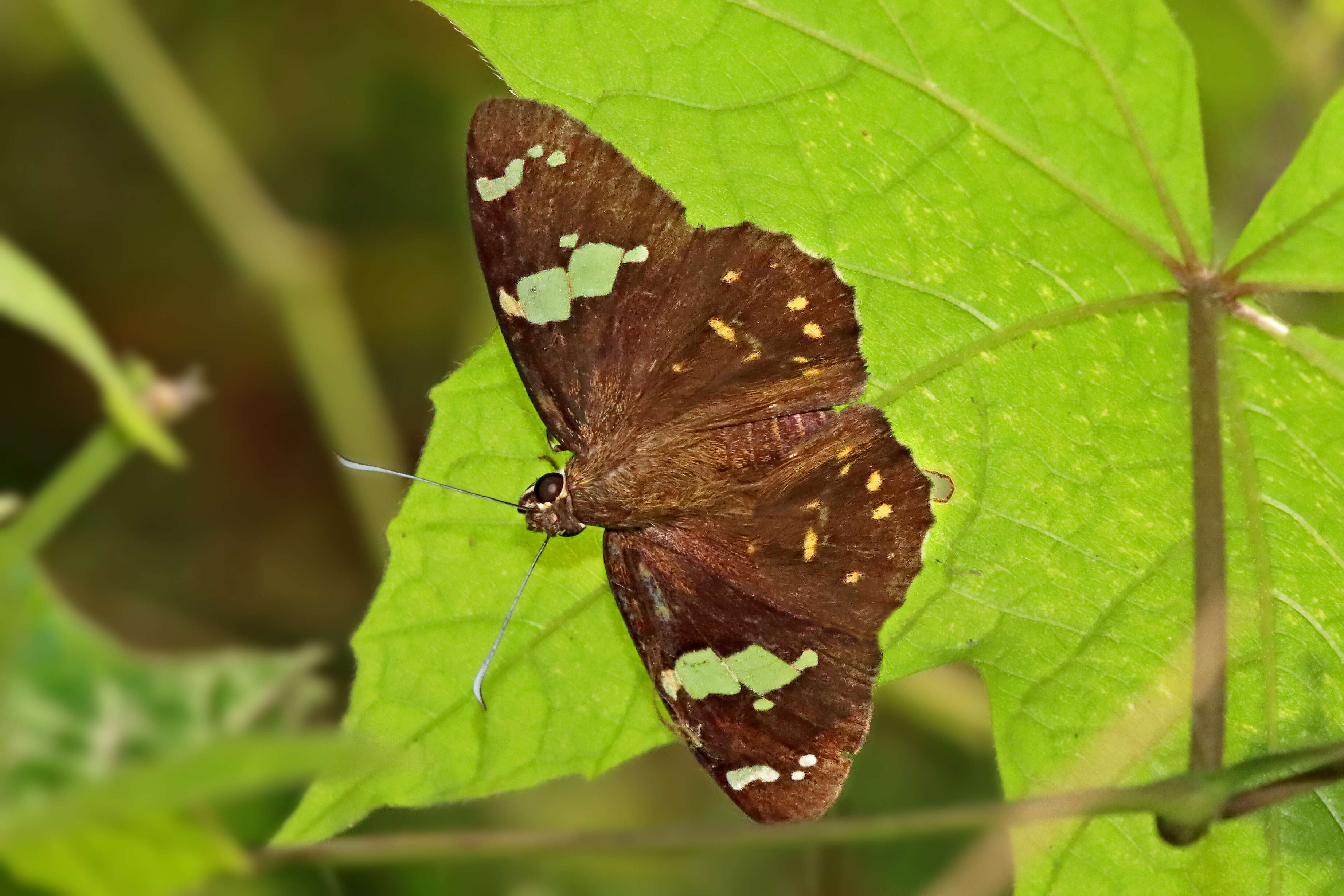 Celaenorrhinus leucocera Kollar 1848 resmi