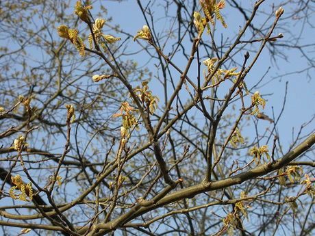 Quercus velutina Lam. resmi