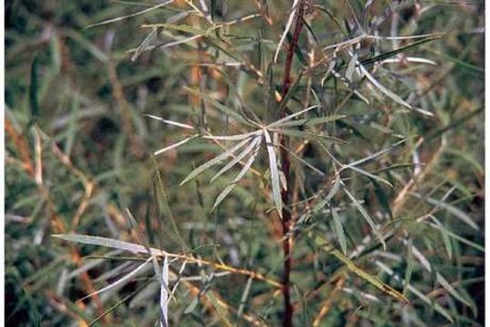 Image of Sandbar Willow