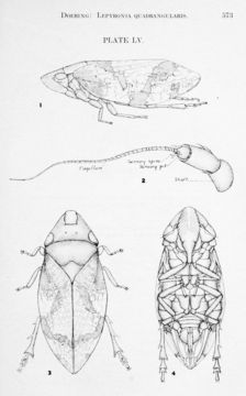 Слика од Lepyronia