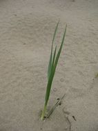 Image of beachgrass