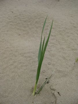 Imagem de Ammophila