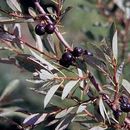 Image of Sand cherry