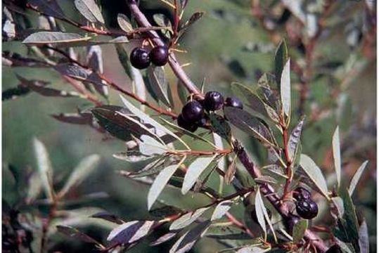 Imagem de Prunus pumila L.