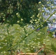 Image of sweet sagewort