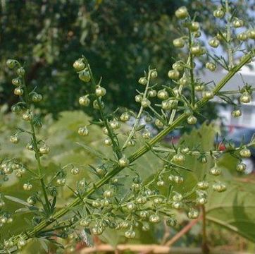 Imagem de Artemisia annua L.