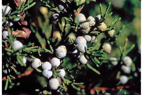 Image of Eastern Juniper