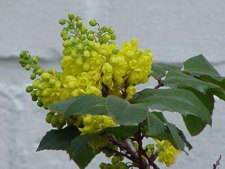 Image of Hollyleaved barberry