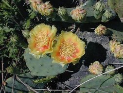 Image of Eastern Prickly Pear