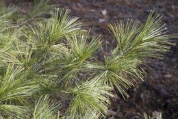 Image of eastern white pine