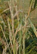 Image de Schizachyrium scoparium (Michx.) Nash