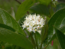 Image of redosier dogwood